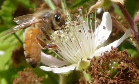 bee blackberry eyes